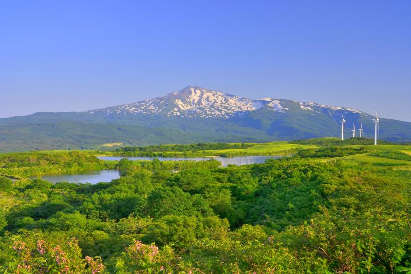 [ 長谷地溜池 ]  タニウツギの花が終わりを迎えていました。