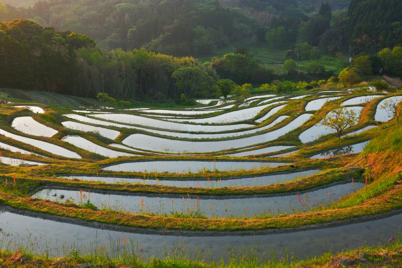 [ 大山千枚田 ]  