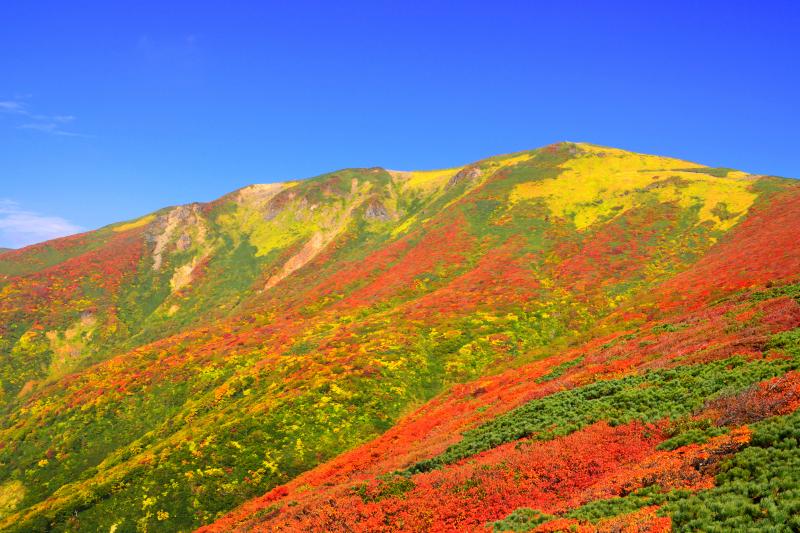 [ 栗駒山全景 ]  草紅葉と満天星ツツジの紅葉に彩られた季節