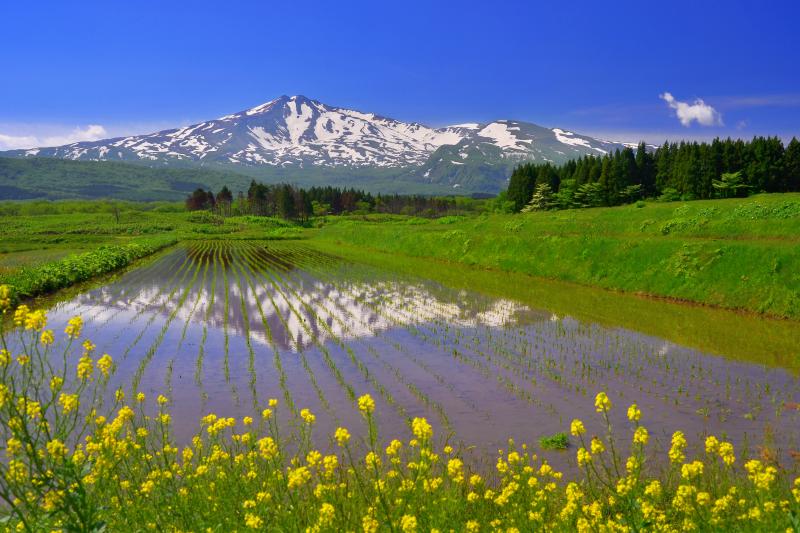 [ 菜の花と水田 ]  畔に生えた菜の花が春らしさを感じさせてくれます。