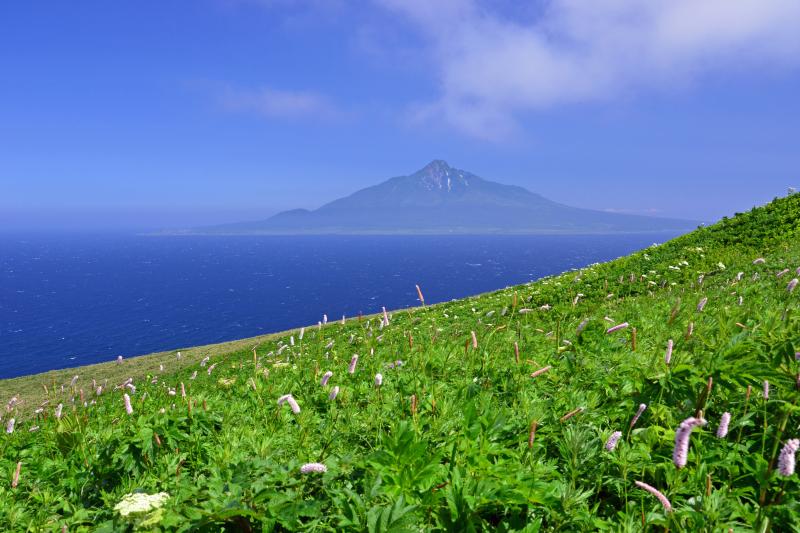 [ 斜面に咲き誇る高山植物と利尻富士 ]  桃岩展望台からの利尻富士。礼文島は花の浮島と言われるだけあって海抜0mから高山植物が咲き誇ります。高山植物が多いのは礼文林道南部で桃岩展望台周辺は特に密集して咲いています。時期によって咲く種類が異なるのでお目当ての花がある場合はその時期に合わせて訪れるとよいでしょう。