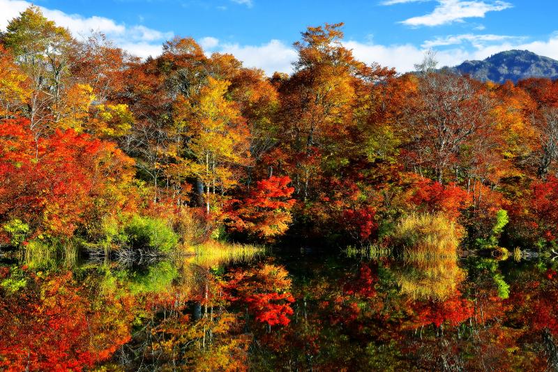 [ 鎌池 紅葉 ]  東側湖畔の紅葉も見事に色づいていました。東側の空が開けているので朝日を見るのに適した場所です。