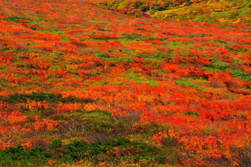 [ 山腹の紅葉 ]  カエデの鮮やかな赤が斜光に輝いていました。