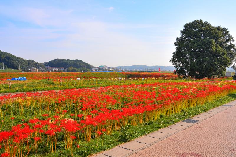 [ 矢勝川 ]  