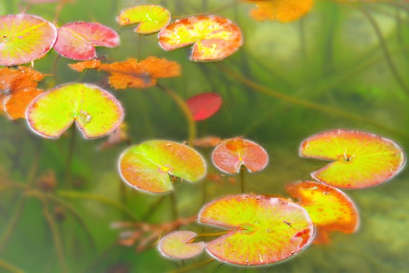 [ 水草の紅葉 ]  水面にも秋の訪れがあるようです。