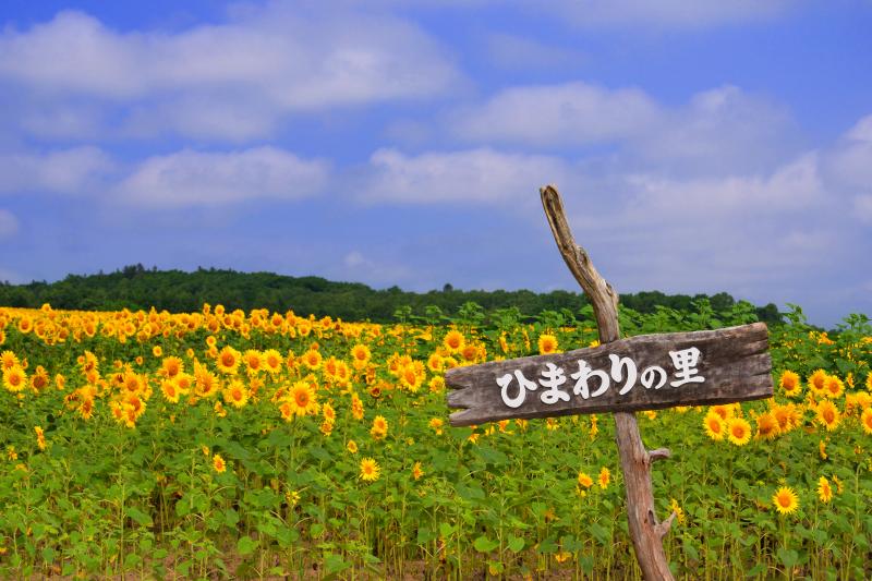 [ 北竜町ひまわりの里 ]  130万本のひまわりが栽培されています。