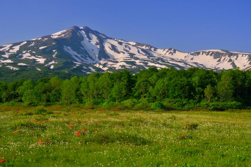 [ ワタスゲと鳥海山 ]  6月初旬にはワタスゲも見頃を迎えます。