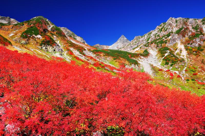 [ 錦秋の槍沢カール ]  秋の天狗原。ナナカマドで埋め尽くされた紅葉の美しさと槍ヶ岳を望むロケーションは涸沢に引けをとらない。