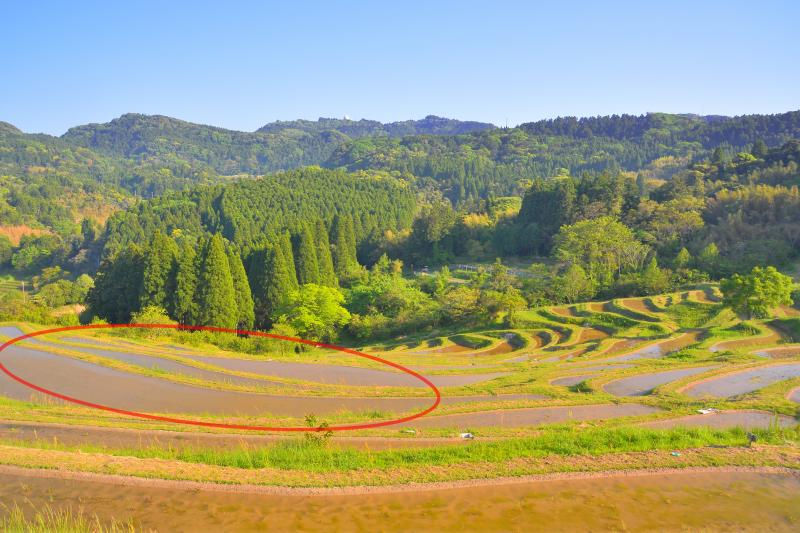 [ 大山千枚田 ]  