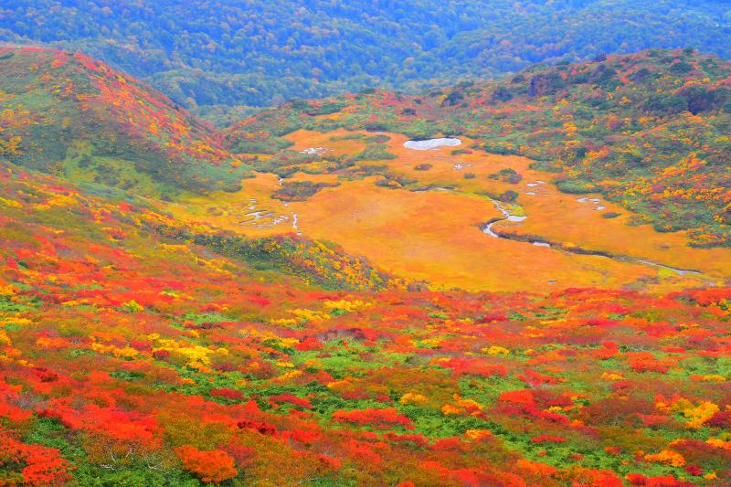 [ 錦秋の龍泉ヶ原 ]  草紅葉とカエデの紅葉に彩られた高層湿原