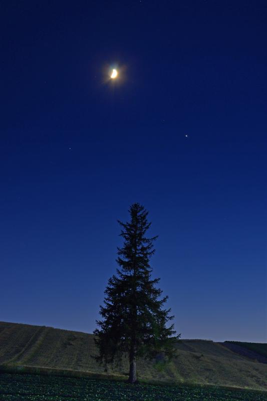 [ 宵の明星 ]  若い月とビーナスがクリスマスの木の上で微笑んでいるようでした。