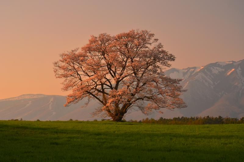 [ 一本桜夕景 ]  夕刻の斜光を浴びて綺麗に輝いていました。