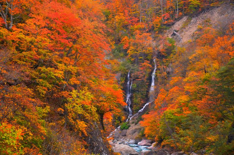 [ 夫婦滝紅葉 ]  二つの流れが交わりながら中津川に注ぎ込む様はまるで仲睦まじい夫婦のよう。