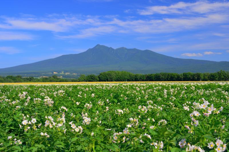 [ ジャガイモ畑と斜里岳 ]  風になびくジャガイモの花が印象的でした。