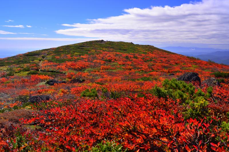 [ 中央コースの紅葉 ]  カエデと満天星ツツジの紅葉に囲まれた登山道