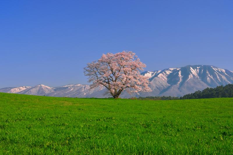 [ 一本桜と残雪の岩手山 ]  エドヒガンの一本桜と残雪の岩手山の共演は反則級の風景です。