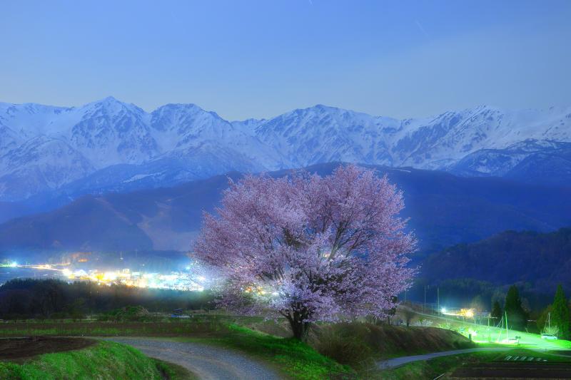 [ 月光を浴びて ]  上品な月明かりに浮かび上がる野平の一本桜と白馬三山