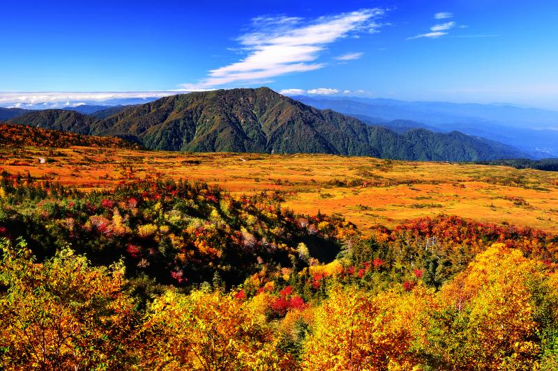 [ 弥陀ヶ原全景 ]  錦秋の弥陀ヶ原を俯瞰してみました。ダケカンバの黄葉と草紅葉。秋空のもと黄色の世界が広がっていました。