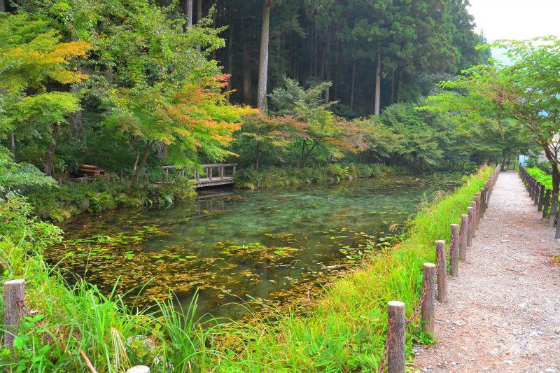 モネの池 撮影ガイド 印象派絵画のような美しい池 ピクスポット 絶景 風景写真 撮影スポット 撮影ガイド カメラの使い方