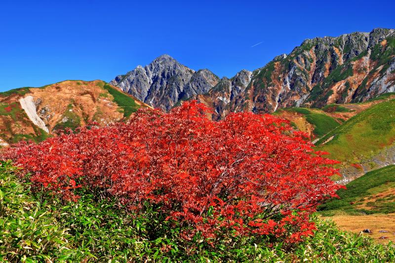 [ 天狗原紅葉 ]  天狗平から見た剣岳。ここから見る剣岳は非常にピラミダルな形をしています。優しい山容の立山とは趣の異なった荒々しい表情が印象的でした。