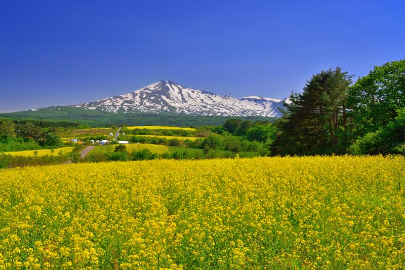 [ 桃野地区の菜の花畑 ]  菜の花祭りの時期には多くの観光客が訪れます。