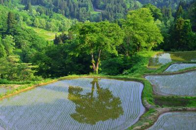 儀明の棚田| 水田に桜の木を映しこむ棚田。新緑の時期も美しい。