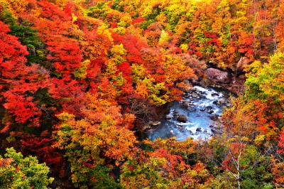 松川渓谷 紅葉| 岩手側八幡平山麓に位置する松川渓谷。森の大橋から俯瞰できる。雨の後は滝の水量が増えて見ごたえがある。八幡平の紅葉は松川渓谷でフィナーレを迎える。　