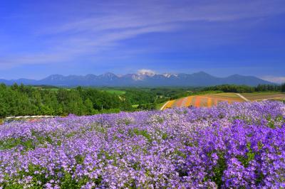 四季彩の丘風鈴草| 薄紫のカンパニュラの向こう側に十勝連峰が望めます。