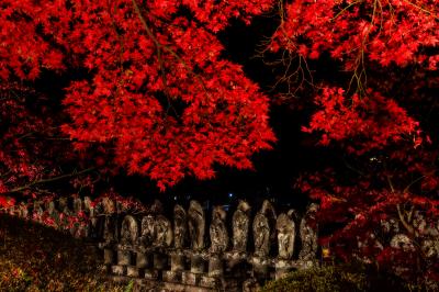 長円寺| 一際赤い一行寺楓のライトアップ