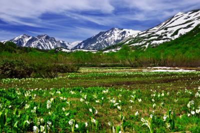 ６月下旬の水芭蕉湿原。水芭蕉と残雪の稜線が美しい。日本で最も遅く咲く場所である。
