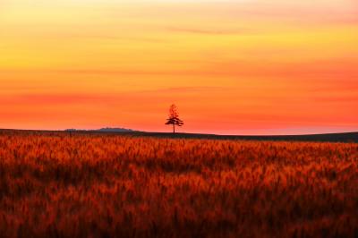 一本の木| 夕焼け空のもと麦畑の向こうにたたずむ孤高の木が印象的でした。