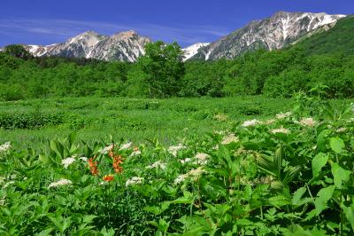 ８月上旬の水芭蕉湿原。栂池湿原の中で最もお花の多い場所。オレンジ色のコオニユリがアクセントを与えていた。