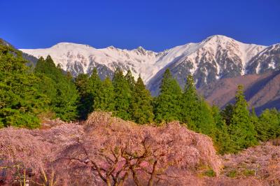 光前寺の桜と宝剣岳| 残雪の宝剣岳が枝垂桜を引き立ててくれます。