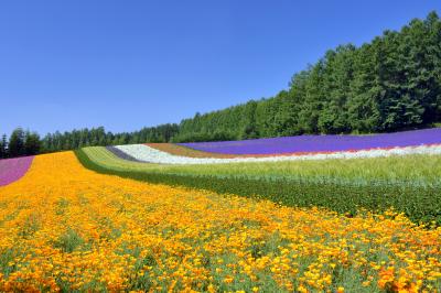 彩の花畑| 富田ファームの彩の畑。よくポストカードになっている場所です。色とりどりの花がそれぞれ縦長に植えられていて非常に絵になります。富良野のラベンダーの見頃は7月20日前後です。