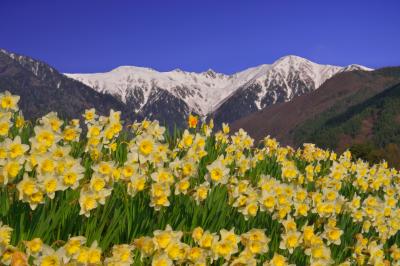 旬の時期は過ぎてしまいましたが残雪の宝剣岳が綺麗でした。