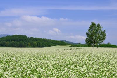 白銀の丘| 幌加内の白銀の丘。辺り一面蕎麦の白い花で埋め尽くされていました。国道２７５号沿いには日本一の規模を誇る蕎麦畑が広がっていて ７月下旬から８月上旬が見頃です。