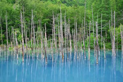 青い池| 白金温泉から３ｋｍほど下ったところにある青い池。コバルトブルーの湖面と水没した枯れ木が印象的。　　　 