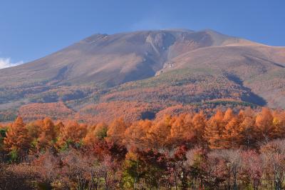 大日向からの浅間山。夕刻の斜光が終わりかけのカラマツやカエデの紅葉を甦らせてくれました。