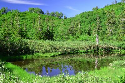 展望湿原へと向かう斜面上にある小さな池。その名の通りモウセン苔が多く群生している。この付近から振り返ると栂池湿原の全景を俯瞰できる。