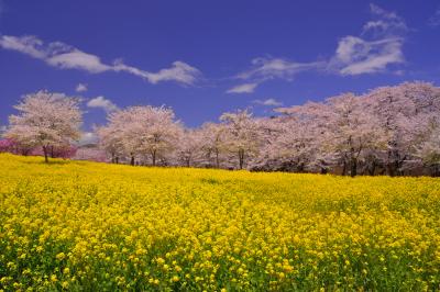 菜の花と桜並木| 朝7時頃から菜の花畑に日が当り始めます。