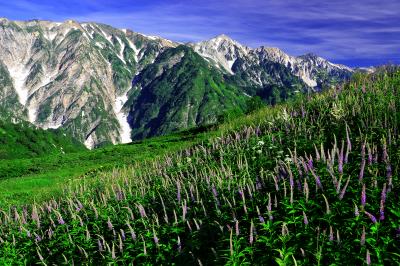 ８月初旬の八方池湖畔。本格的な夏の始まりを祝うかのようにクガイソウが咲き乱れていました。