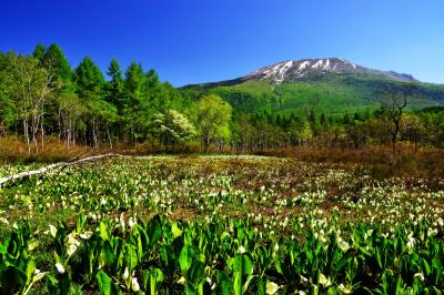 夢見平遊歩道 新緑とミズバショウ| 妙高の外輪山のひとつ三田原山と夢見平の水芭蕉。例年だと5月末頃が見頃です。遊歩道から三脚を使用して撮影。日当たりのよい開放感のある湿原です。