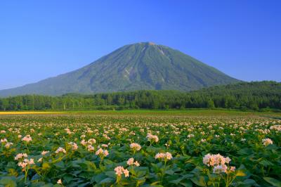 ジャガイモ畑と羊蹄山| 羊蹄山の麓に広がるジャガイモ畑の白い花が綺麗でした。