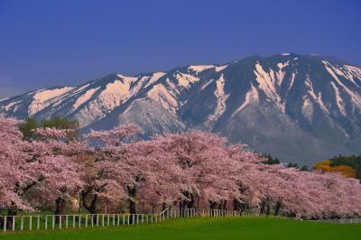 県道沿いの桜並木| 背景の岩手山が雄大に見える場所です。