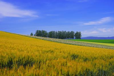 マイルドセブンの丘| 秋撒き小麦が色付き始めていました。