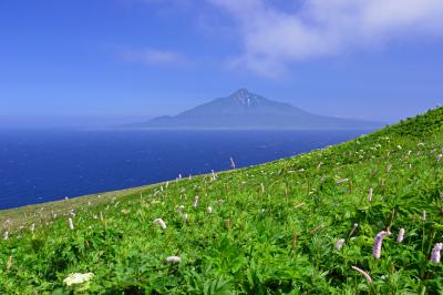 斜面に咲き誇る高山植物と利尻富士| 桃岩展望台からの利尻富士。礼文島は花の浮島と言われるだけあって海抜0mから高山植物が咲き誇ります。高山植物が多いのは礼文林道南部で桃岩展望台周辺は特に密集して咲いています。時期によって咲く種類が異なるのでお目当ての花がある場合はその時期に合わせて訪れるとよいでしょう。