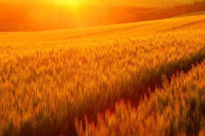 三愛の丘| 強烈な夕日に照らされて秋撒き小麦が黄金色に輝いていました。