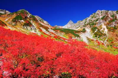 錦秋の槍沢カール| 秋の天狗原。ナナカマドで埋め尽くされた紅葉の美しさと槍ヶ岳を望むロケーションは涸沢に引けをとらない。