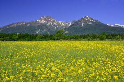 大洞原| 妙高火打を望む大洞原は菜の花が満開でした