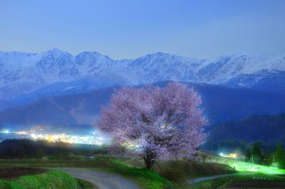 月光を浴びて| 上品な月明かりに浮かび上がる野平の一本桜と白馬三山